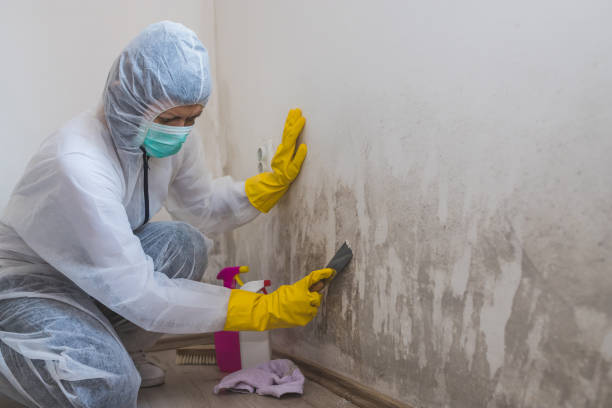 Best Certified Mold Removal  in Queens Gate, PA