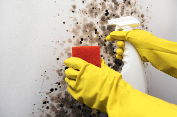 Best Mold Removal and Inspection  in Queens Gate, PA