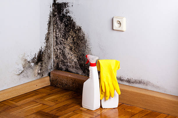 Best Mold Testing  in Queens Gate, PA