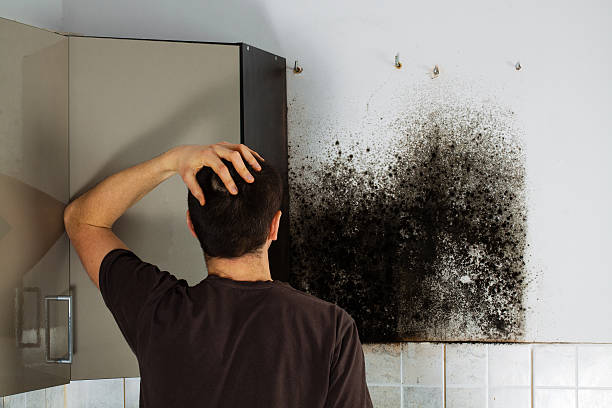 Best Black Mold Removal  in Queens Gate, PA
